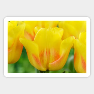 Tulipa  &#39;Ice Lolly&#39;  Tulip Sticker